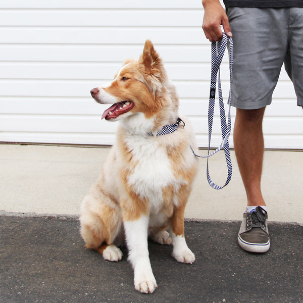 tether dog collar and leash set