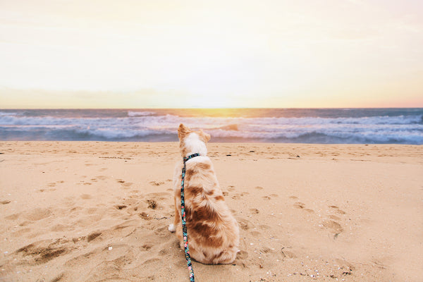 Using a dog leash at the best dog-friendly hikes in the United States. 