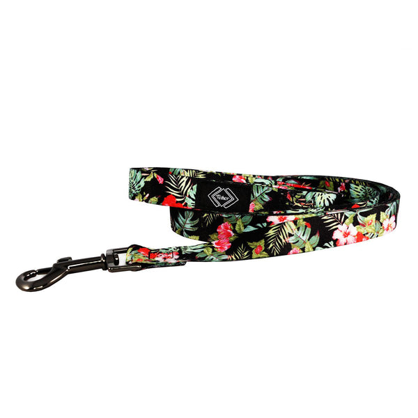 Dog Collars and Leashes