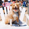 The River Dog Collar