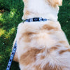 The River Dog Collar