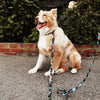 Hilo Dog Collar