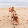 Hilo Dog Collar