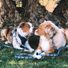 The River Dog Collar